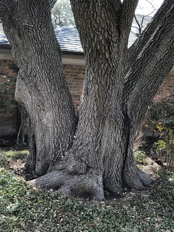Mature heritage tree close to a Howard Lake property cared for by certified arborists